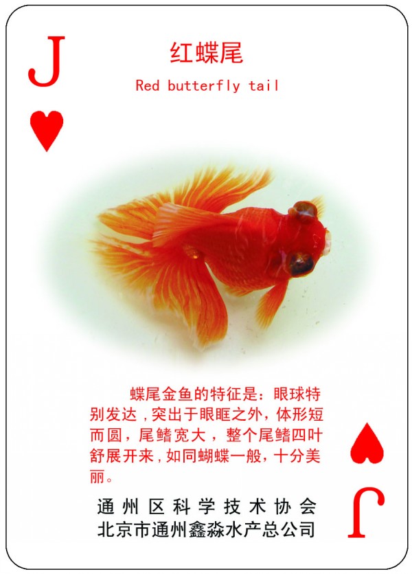 中国金鱼科普广告扑克牌